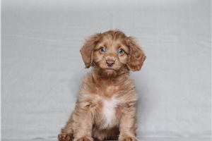 Onyx - Doxiepoo for sale