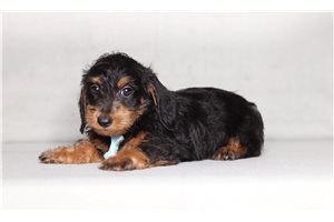 Bastian - Doxiepoo for sale