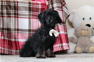 Lucas - Doxiepoo for sale