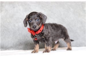 Kayden - Doxiepoo for sale