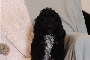 Igor - Doxiepoo for sale
