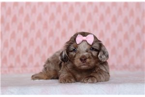 Pandora - Doxiepoo for sale
