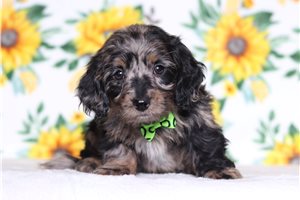 Liam - Doxiepoo for sale