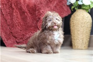 Lance - Doxiepoo for sale