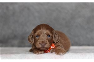 Onyx - Doxiepoo for sale