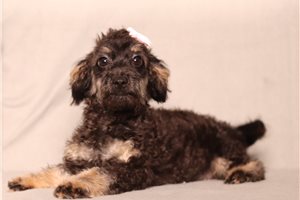 Hermione - Doxiepoo for sale