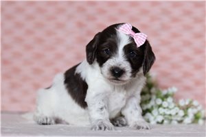 Irene - Doxiepoo for sale