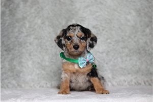 Patch - Doxiepoo for sale