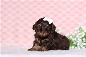 Georgia - Doxiepoo for sale