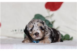 Garfield - Doxiepoo for sale