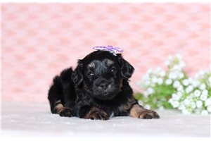 Hilda - Doxiepoo for sale