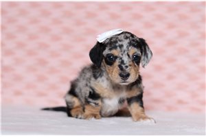 Kaylee - Doxiepoo for sale