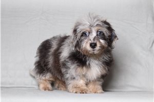 Katherine - Doxiepoo for sale