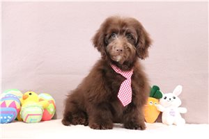 Simon - Doxiepoo for sale