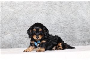 Omar - Doxiepoo for sale