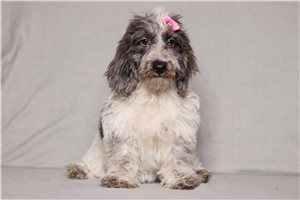 Irene - Doxiepoo for sale