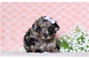 Holland - Doxiepoo for sale