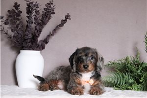 Orion - Doxiepoo for sale