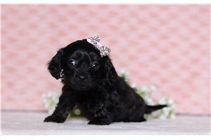 Brielle - Doxiepoo for sale