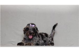 Holland - Doxiepoo for sale