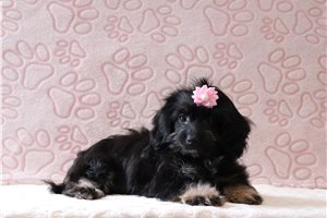 Helena - Doxiepoo for sale