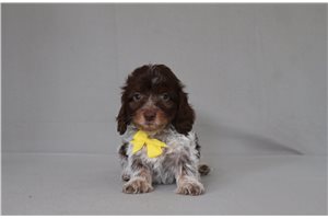 Nile - Doxiepoo for sale