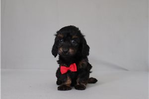 Nightshade - Doxiepoo for sale