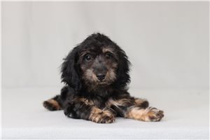 Nightshade - Doxiepoo for sale