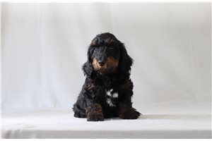 Nico - Doxiepoo for sale