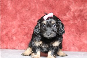 Hilda - Doxiepoo for sale
