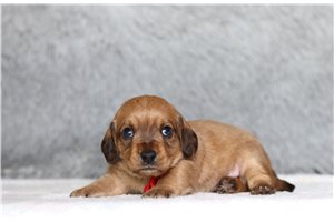 Orion - Doxiepoo for sale