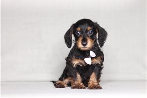 Brent - Doxiepoo for sale