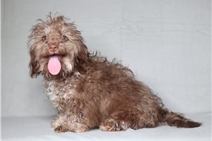 Lance - Doxiepoo for sale