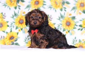 Oscar - Doxiepoo for sale
