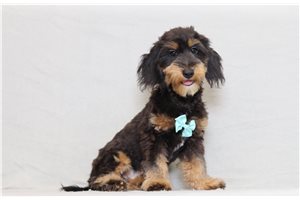 Kennedy - Doxiepoo for sale
