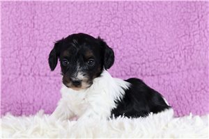 Nessa - Doxiepoo for sale