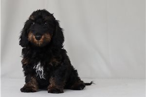 Nico - Doxiepoo for sale