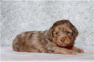 Kenji - Doxiepoo for sale