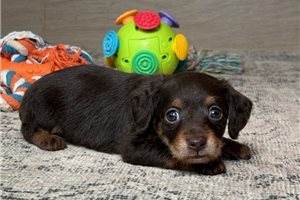 Bentley - Doxiepoo for sale