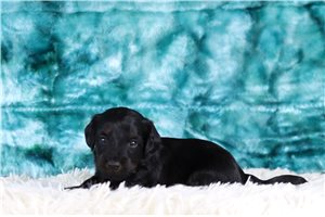 Nigel - Doxiepoo for sale