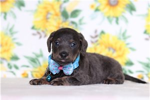 Kayden - Doxiepoo for sale