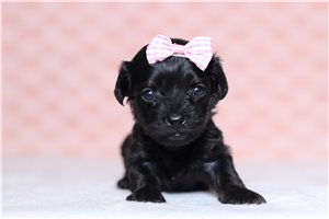 Brielle - Doxiepoo for sale