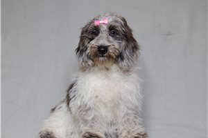 Irene - Doxiepoo for sale