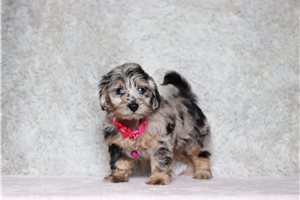 Paula - Doxiepoo for sale