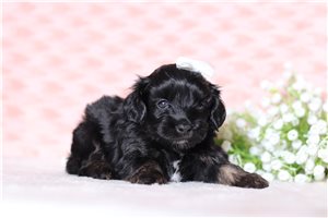 Helena - Doxiepoo for sale