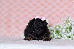 Hermione - Doxiepoo for sale