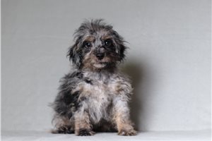 Holland - Doxiepoo for sale