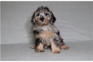 Paula - Doxiepoo for sale