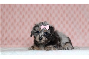 Katherine - Doxiepoo for sale