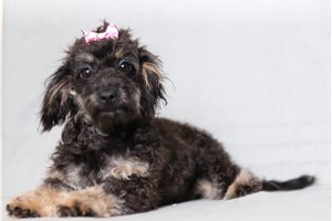 Hermione - Doxiepoo for sale